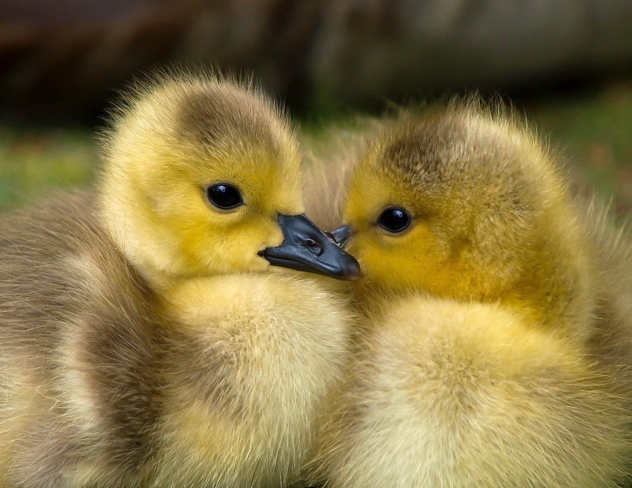 Canards